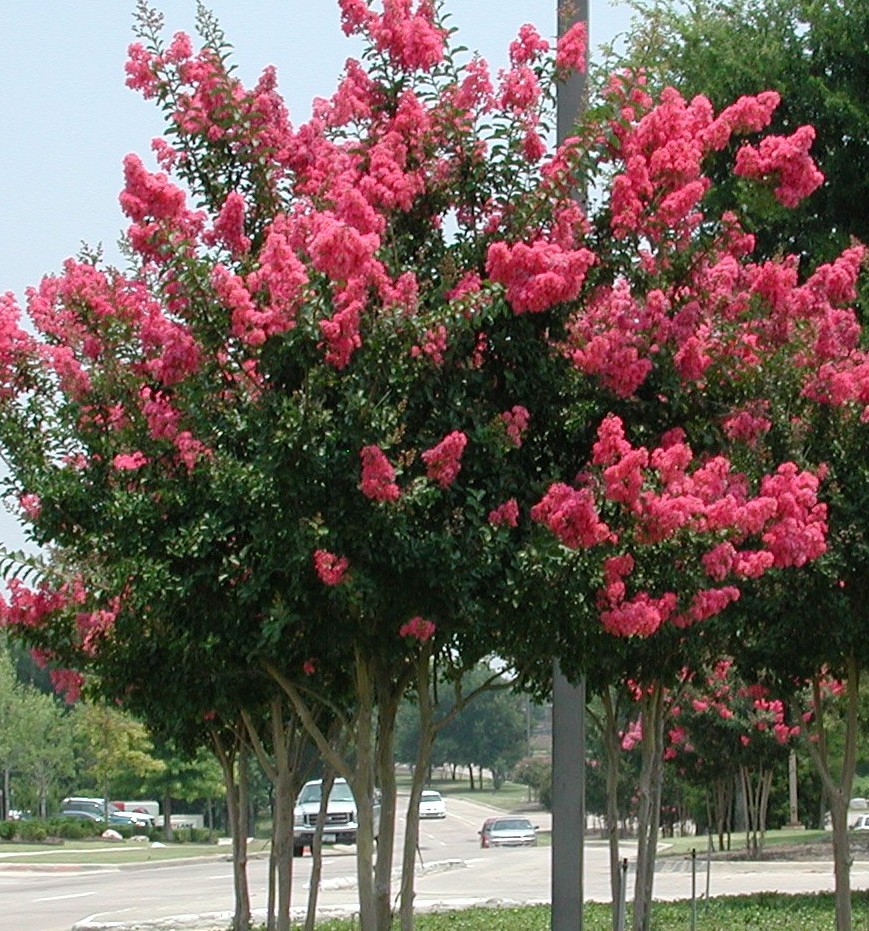 Gainesville Landscape Plant of the Month for June Crape Myrtles The